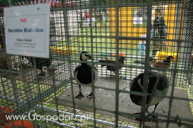 Gęsi Bernikle Białolice