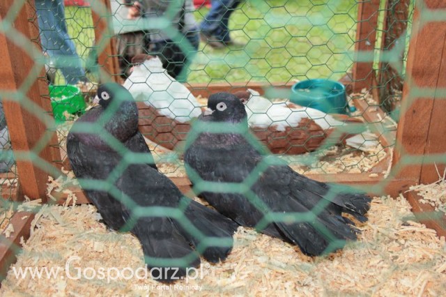 Gołębie Kaczun Rostowski