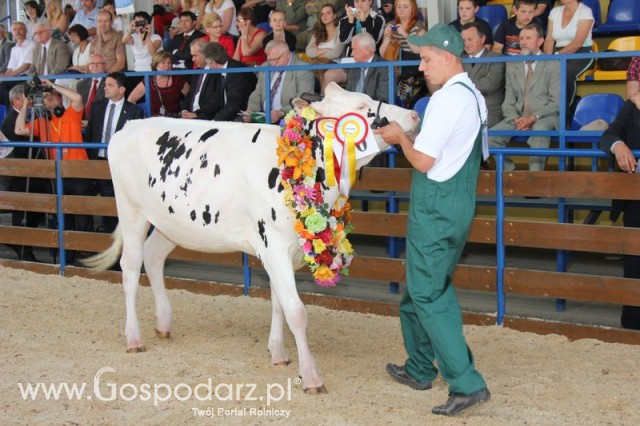 Bydło - Szepietowo 2012 XIX Regionalna Wystawa Zwierząt Hodowlanych - 109