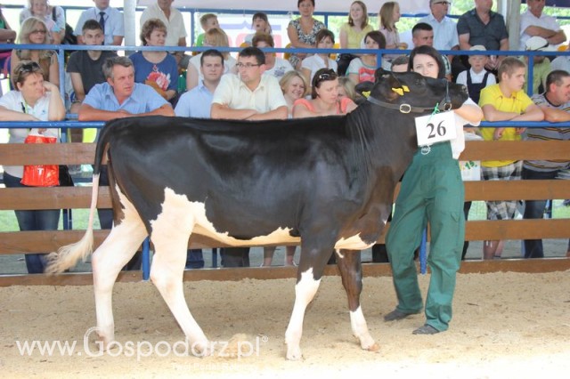 Bydło - Szepietowo 2012 XIX Regionalna Wystawa Zwierząt Hodowlanych - 103