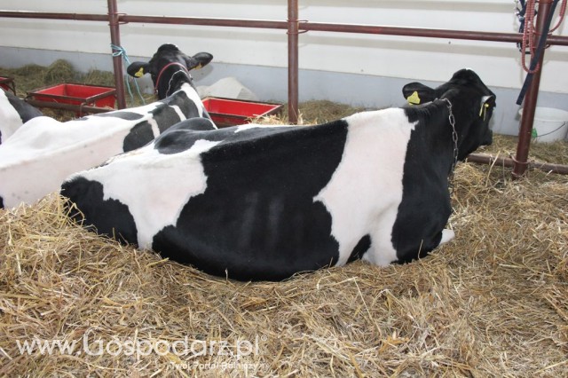 VII Ogólnopolska Wystawa Bydła Hodowlanego - 159