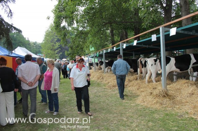 Wystawa Bydła Mlecznego