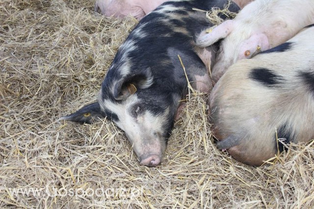 Foto reportaż z Targów Rolno-Ogrodnicze AGROMARSZ Marszew 2011
