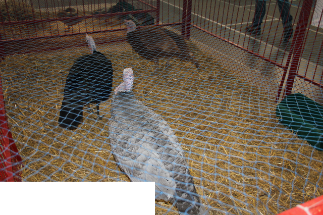 Foto reportaż z Międzynarodowych Targów Hodowli Zwierząt FARMA