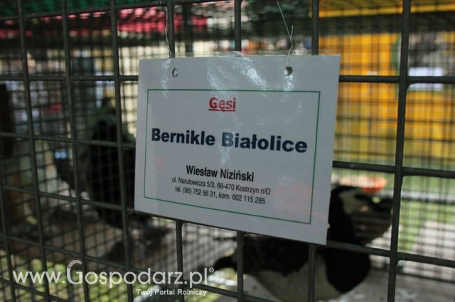 Gęsi Bernikle Białolice
