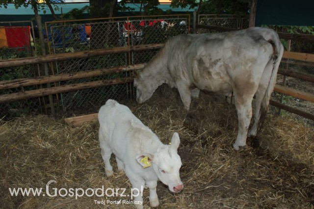 Bydło mięsne rasy Charolaise