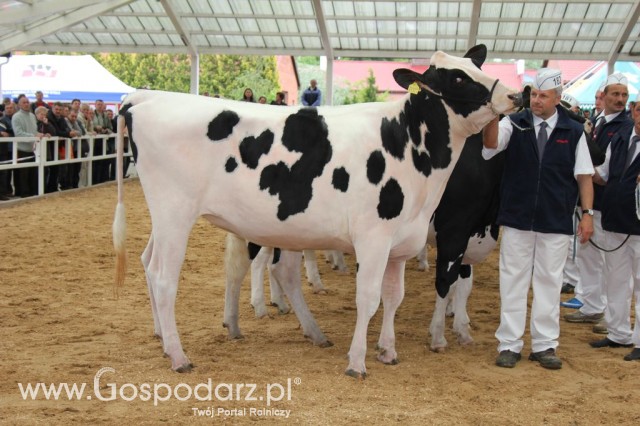 VII Ogólnopolska Wystawa Bydła Hodowlanego - 58