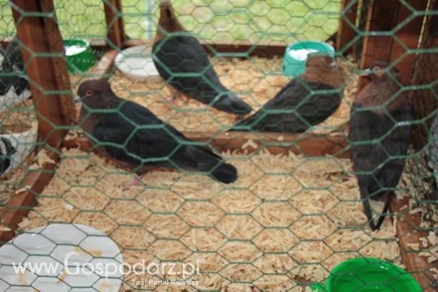 Gołębie Gile Miedziane