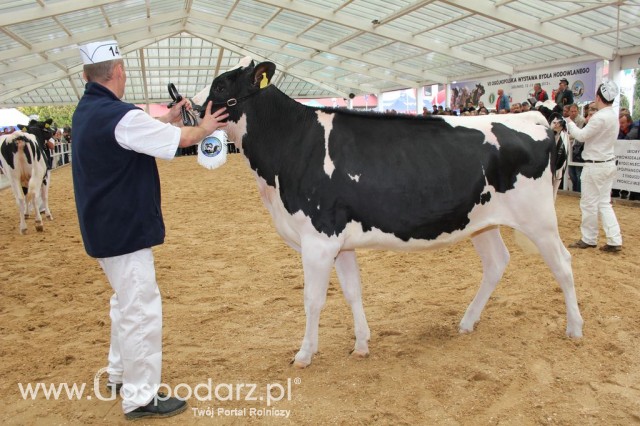 VII Ogólnopolska Wystawa Bydła Hodowlanego - 44