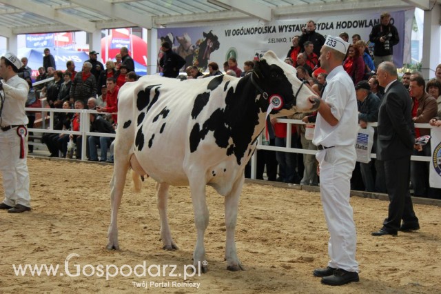 VII Ogólnopolska Wystawa Bydła Hodowlanego - 135