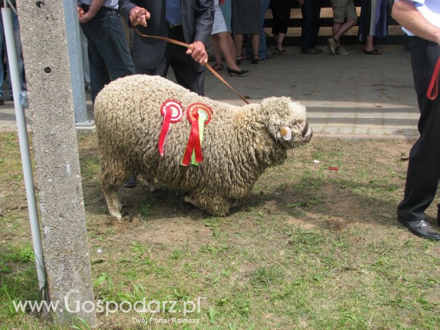 Owce - Szepietowo 2012 XIX Regionalna Wystawa Zwierząt Hodowlanych - 14
