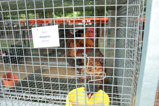 Kurki Orpigton