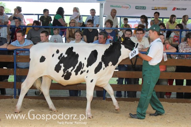 Bydło - Szepietowo 2012 XIX Regionalna Wystawa Zwierząt Hodowlanych - 104