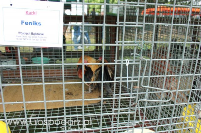 Kurki Feniks