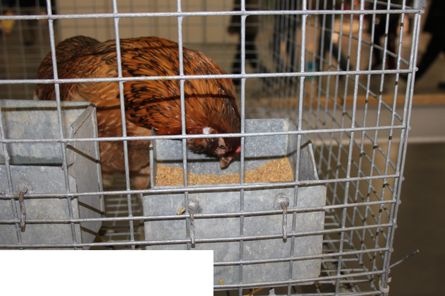 Foto reportaż z Międzynarodowych Targów Hodowli Zwierząt FARMA