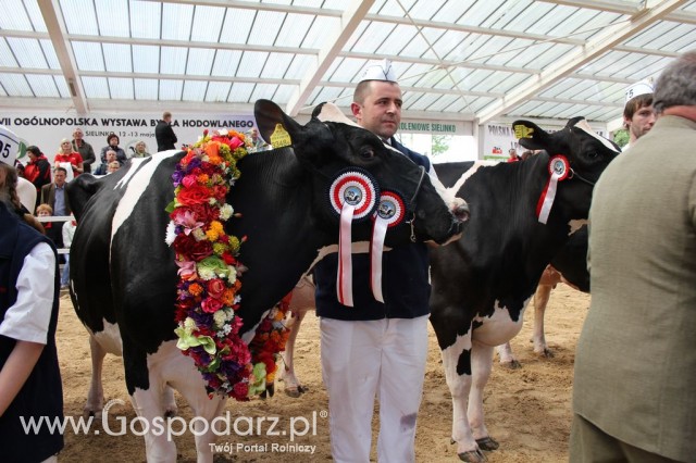 VII Ogólnopolska Wystawa Bydła Hodowlanego - 57