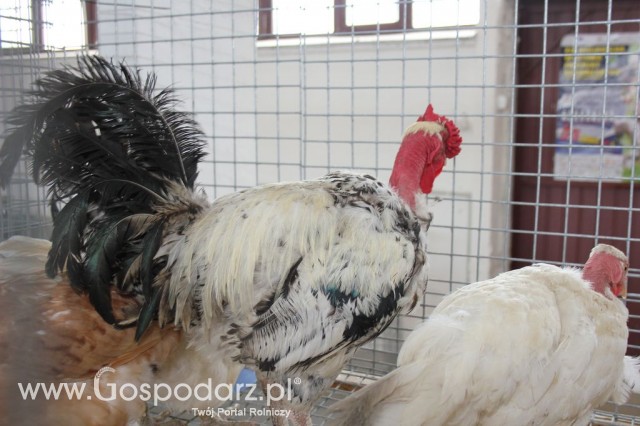 Drób - Szepietowo 2012 XIX Regionalna Wystawa Zwierząt Hodowlanych - 30