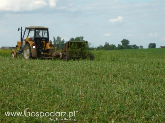 Koszenie rzepaku 2011 u MrZgredy