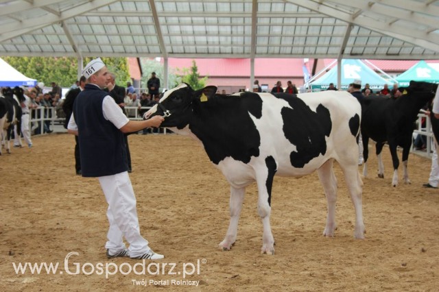 VII Ogólnopolska Wystawa Bydła Hodowlanego - 49