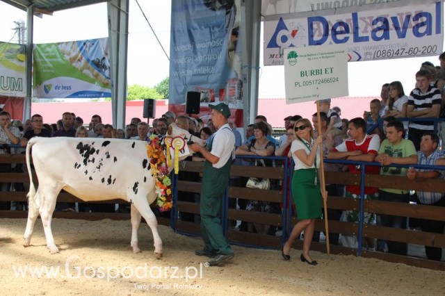 Bydło - Szepietowo 2012 XIX Regionalna Wystawa Zwierząt Hodowlanych - 101