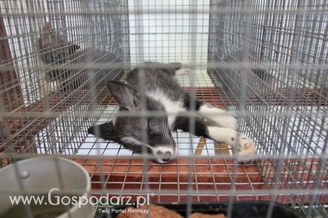 Lis pospolity białoszyjny