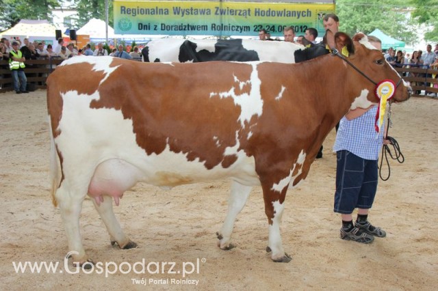 Bydło - Szepietowo 2012 XIX Regionalna Wystawa Zwierząt Hodowlanych - 134
