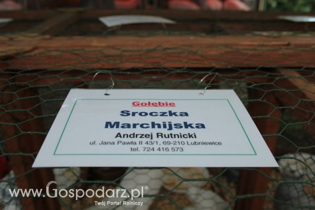 Gołębie Sroczka Marchijska