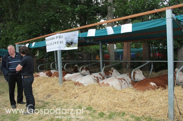 Wystawa Bydła Mlecznego