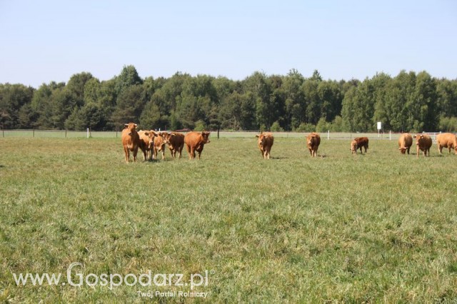 Wypas bydła zdjęcie nr 20
