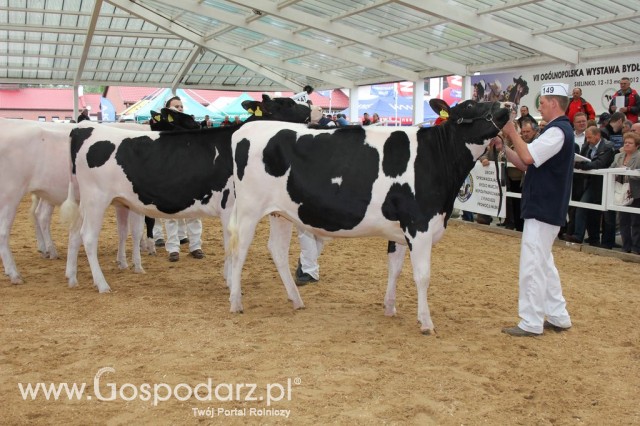 VII Ogólnopolska Wystawa Bydła Hodowlanego - 42
