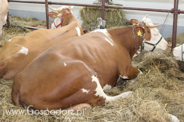 VII Ogólnopolska Wystawa Bydła Hodowlanego - 175