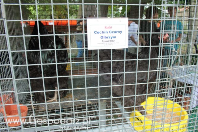 Kurki Kurki Cochin Czarny Olbrzym