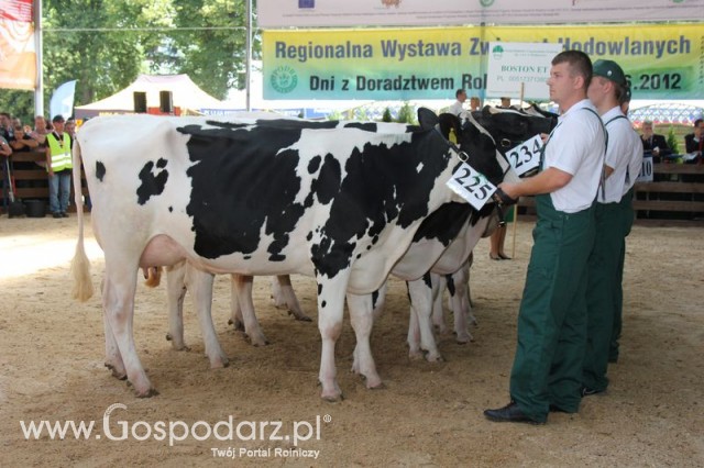 Bydło - Szepietowo 2012 XIX Regionalna Wystawa Zwierząt Hodowlanych - 92