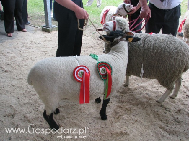 Owce - Szepietowo 2012 XIX Regionalna Wystawa Zwierząt Hodowlanych - 29