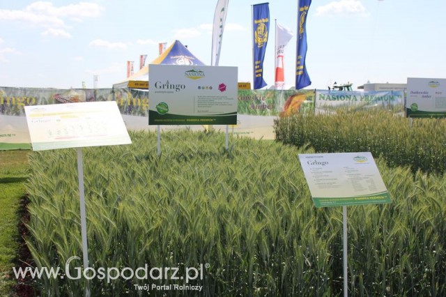 Polskie Zboża 2011 - Sobota