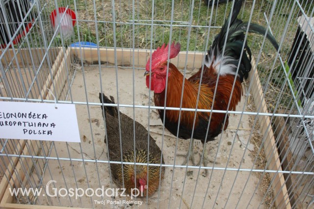 Drób - Szepietowo 2012 XIX Regionalna Wystawa Zwierząt Hodowlanych - 44
