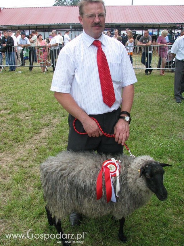 Owce - Szepietowo 2012 XIX Regionalna Wystawa Zwierząt Hodowlanych - 20
