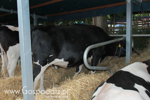 Wystawa Bydła Mlecznego