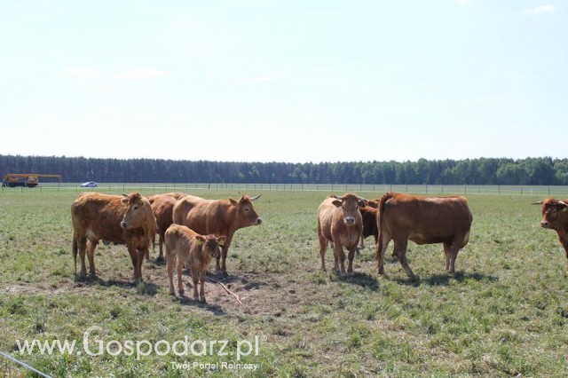 Wypas bydła zdjęcie nr 8