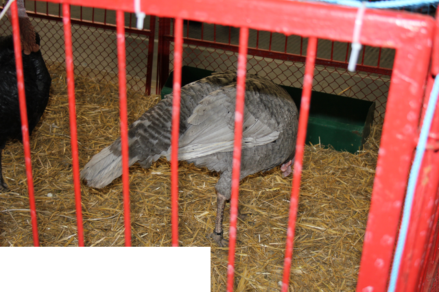 Foto reportaż z Międzynarodowych Targów Hodowli Zwierząt FARMA