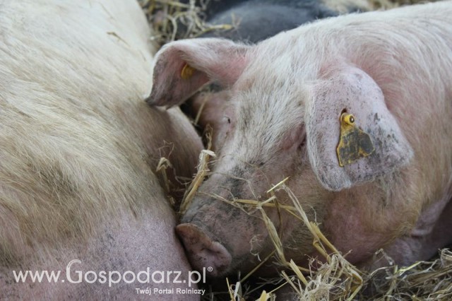 Foto reportaż z Targów Rolno-Ogrodnicze AGROMARSZ Marszew 2011