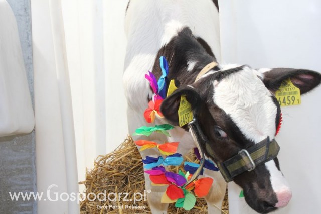 Konkurs Młodego Hodowcy - 5