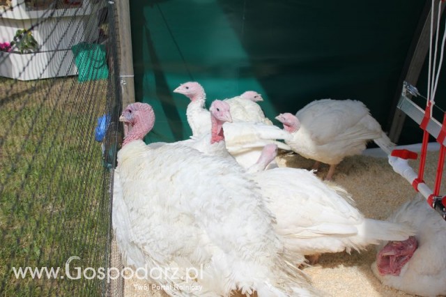 Pierwsze dni indyka w Koźminku