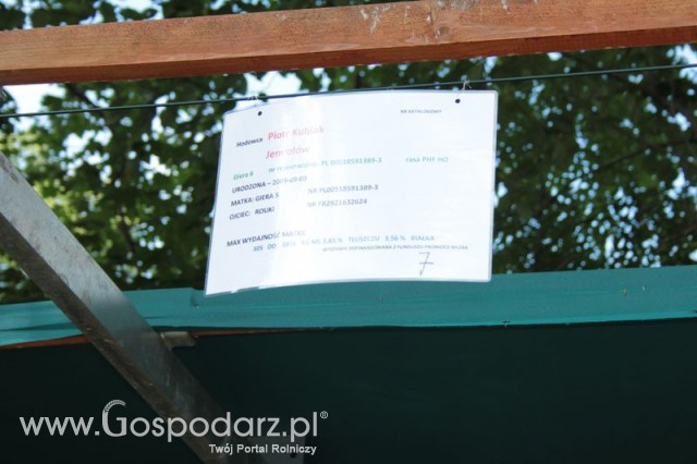 Wystawa Bydła Mlecznego