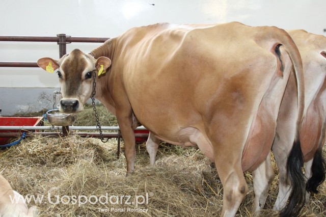 VII Ogólnopolska Wystawa Bydła Hodowlanego - 172