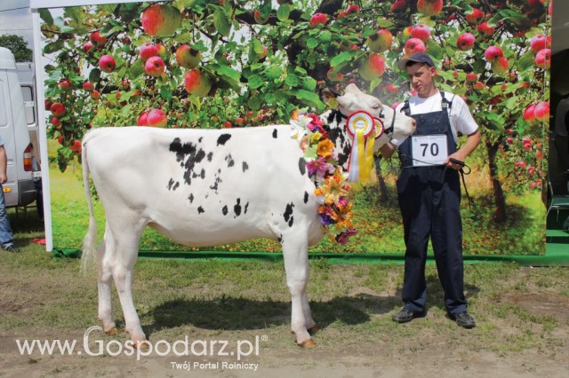 Bydło - Szepietowo 2012 XIX Regionalna Wystawa Zwierząt Hodowlanych - 84