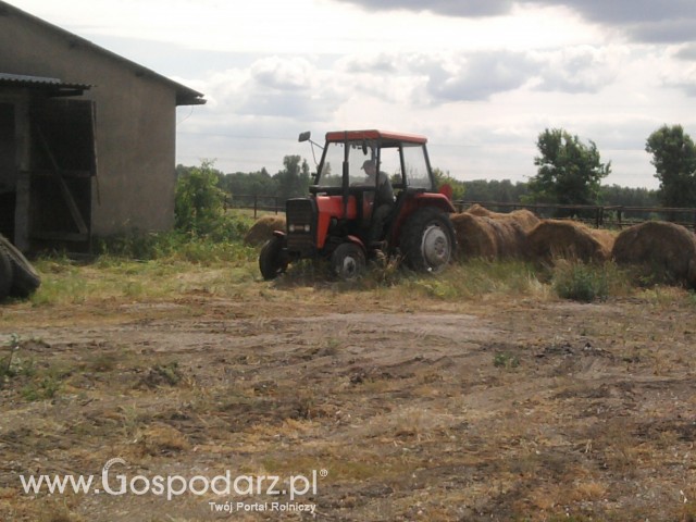 ukladanie beli siana mf 