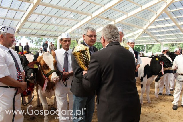 VII Ogólnopolska Wystawa Bydła Hodowlanego - 35