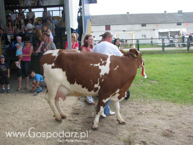 Bydło - Szepietowo 2012 XIX Regionalna Wystawa Zwierząt Hodowlanych - 52