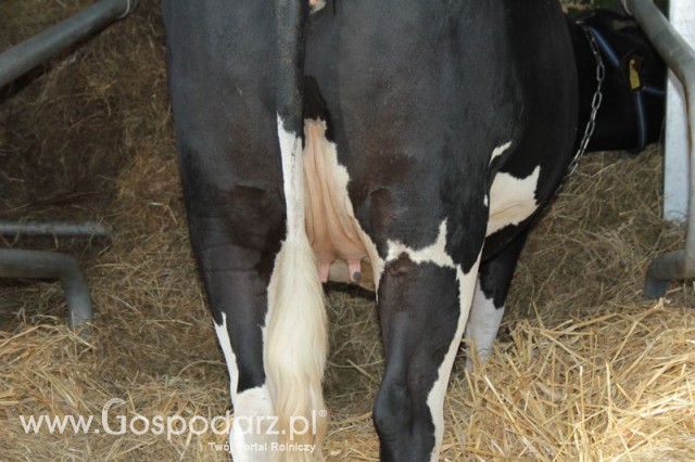 Wystawa Bydła Mlecznego